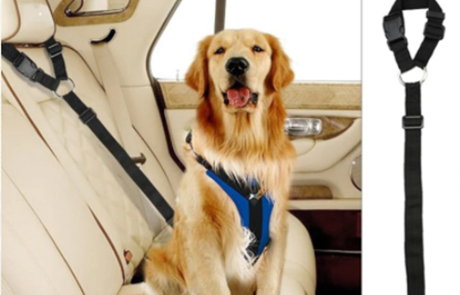 TheCarLeash